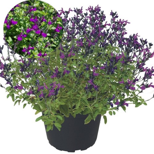 Salvia 'Visional Purple' - Salvei 'Visional Purple' P9/0,55L